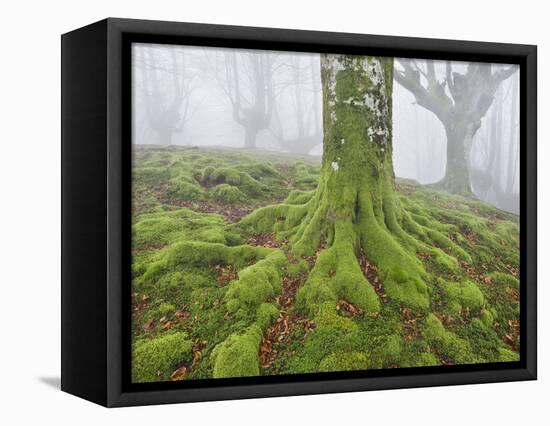 Beech Forest in the Gorbea Nature Reserve, Fog, Moss, the Basque Provinces, Spain-Rainer Mirau-Framed Premier Image Canvas