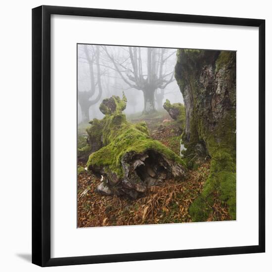 Beech Forest in the Gorbea Nature Reserve, Fog, Moss, the Basque Provinces, Spain-Rainer Mirau-Framed Photographic Print