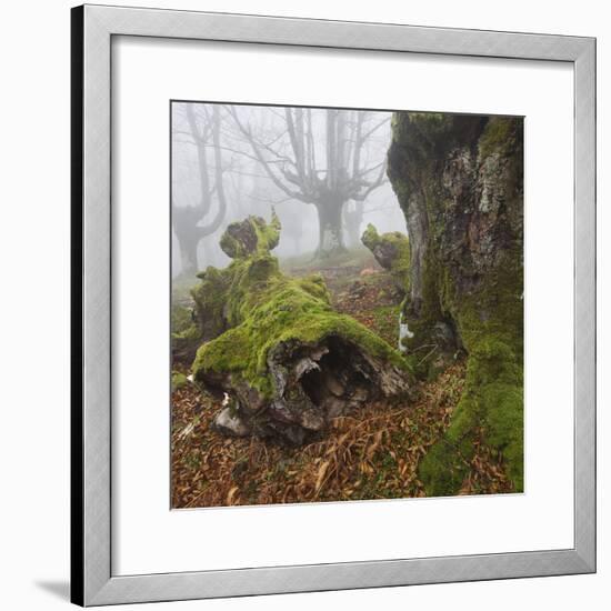 Beech Forest in the Gorbea Nature Reserve, Fog, Moss, the Basque Provinces, Spain-Rainer Mirau-Framed Photographic Print