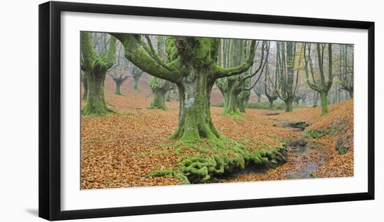 Beech Forest in the Gorbea Nature Reserve, Foliage, Moss, Brook, Basque Country, Spain-Rainer Mirau-Framed Photographic Print