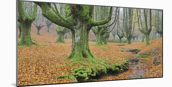 Beech Forest in the Gorbea Nature Reserve, Foliage, Moss, Brook, Basque Country, Spain-Rainer Mirau-Mounted Photographic Print