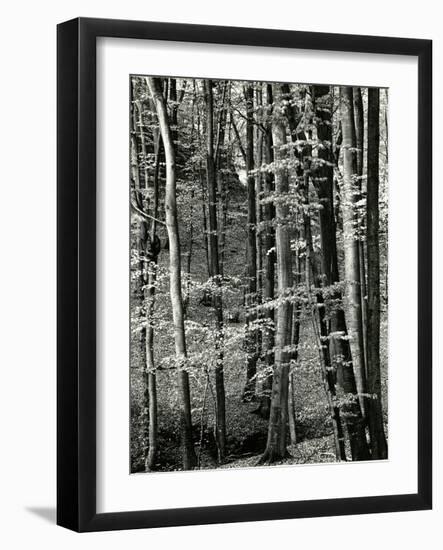 Beech Forest, Luxembourg, 1971-Brett Weston-Framed Photographic Print