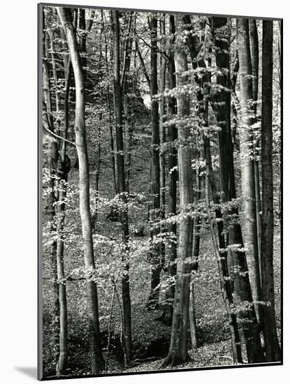 Beech Forest, Luxembourg, 1971-Brett Weston-Mounted Photographic Print