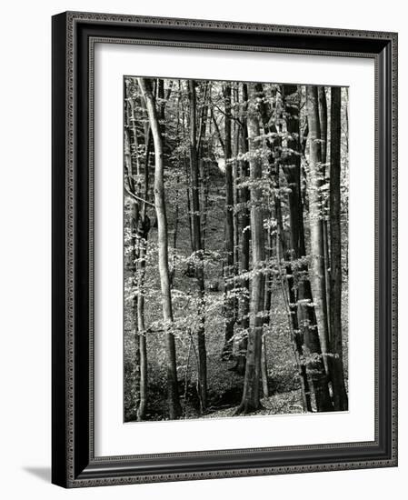 Beech Forest, Luxembourg, 1971-Brett Weston-Framed Photographic Print