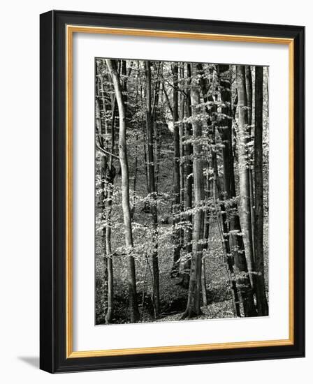 Beech Forest, Luxembourg, 1971-Brett Weston-Framed Photographic Print