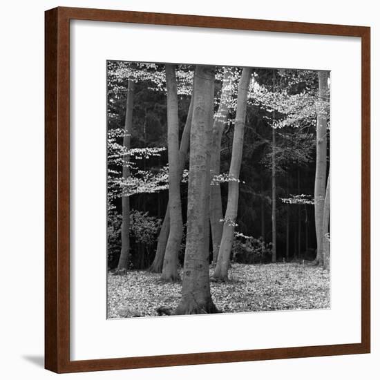 Beech Forest, Netherlands, 1971-Brett Weston-Framed Photographic Print