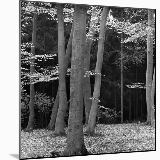 Beech Forest, Netherlands, 1971-Brett Weston-Mounted Photographic Print