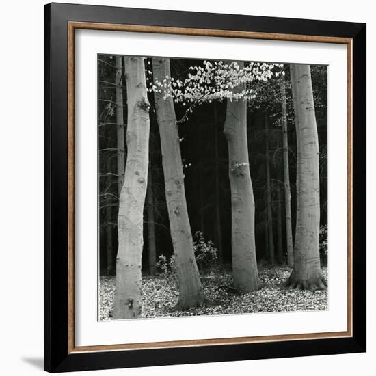 Beech Forest, Netherlands, 1971-Brett Weston-Framed Photographic Print