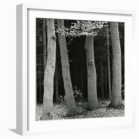 Beech Forest, Netherlands, 1971-Brett Weston-Framed Photographic Print