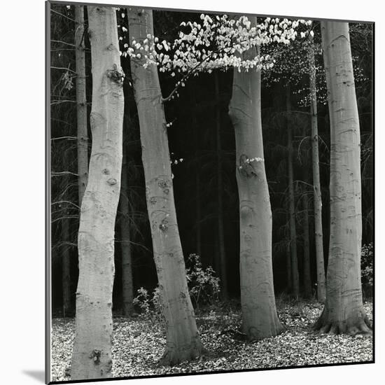 Beech Forest, Netherlands, 1971-Brett Weston-Mounted Photographic Print
