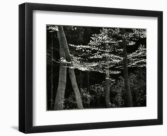 Beech Forest, Netherlands, 1971-Brett Weston-Framed Photographic Print