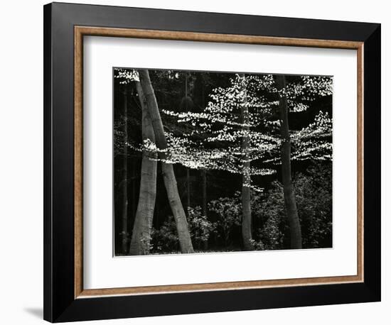 Beech Forest, Netherlands, 1971-Brett Weston-Framed Photographic Print