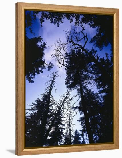 Beech Forest, Summer-Thonig-Framed Premier Image Canvas