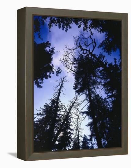 Beech Forest, Summer-Thonig-Framed Premier Image Canvas