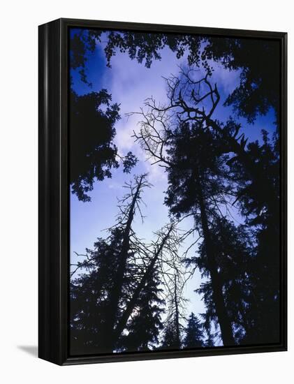 Beech Forest, Summer-Thonig-Framed Premier Image Canvas