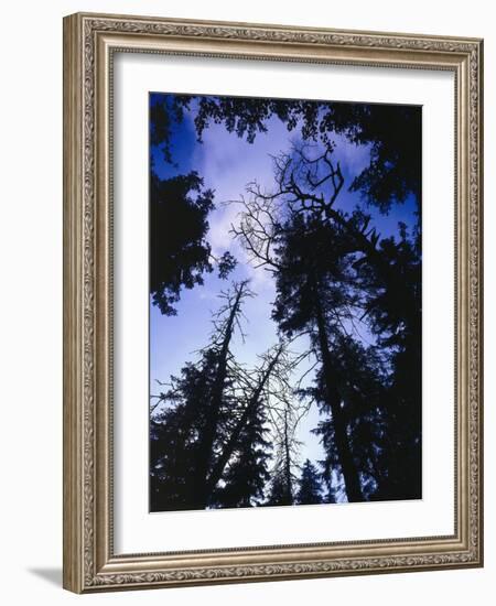 Beech Forest, Summer-Thonig-Framed Photographic Print