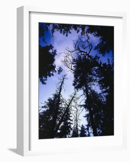 Beech Forest, Summer-Thonig-Framed Photographic Print