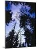 Beech Forest, Summer-Thonig-Mounted Photographic Print