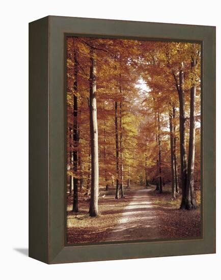 Beech Forest, Way, Autumn-Thonig-Framed Premier Image Canvas