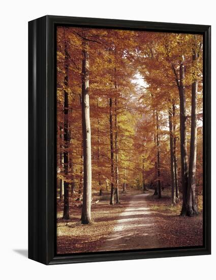 Beech Forest, Way, Autumn-Thonig-Framed Premier Image Canvas