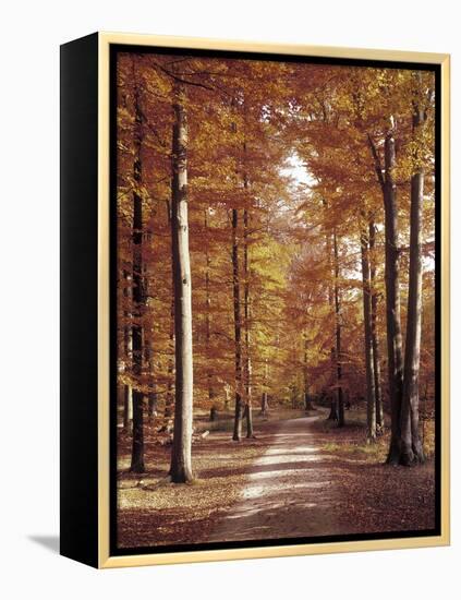 Beech Forest, Way, Autumn-Thonig-Framed Premier Image Canvas