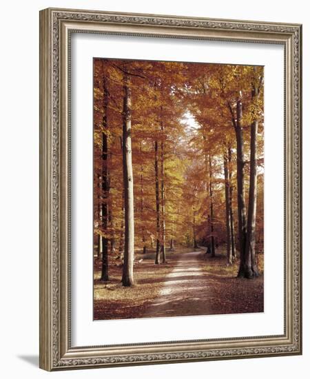 Beech Forest, Way, Autumn-Thonig-Framed Photographic Print