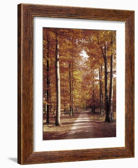 Beech Forest, Way, Autumn-Thonig-Framed Photographic Print