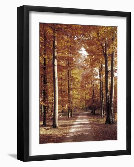 Beech Forest, Way, Autumn-Thonig-Framed Photographic Print