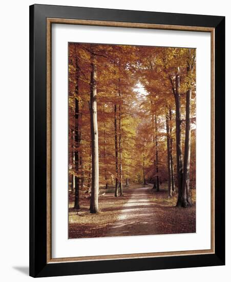 Beech Forest, Way, Autumn-Thonig-Framed Photographic Print