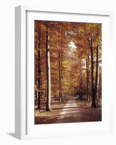 Beech Forest, Way, Autumn-Thonig-Framed Photographic Print