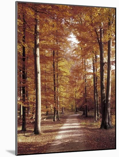 Beech Forest, Way, Autumn-Thonig-Mounted Photographic Print