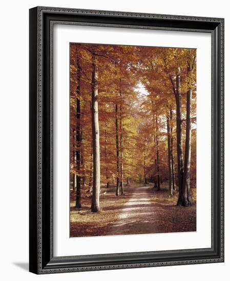 Beech Forest, Way, Autumn-Thonig-Framed Photographic Print