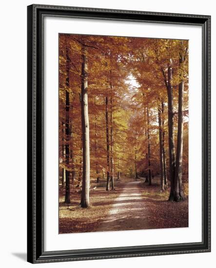 Beech Forest, Way, Autumn-Thonig-Framed Photographic Print