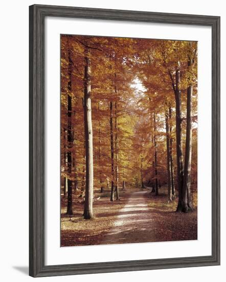 Beech Forest, Way, Autumn-Thonig-Framed Photographic Print