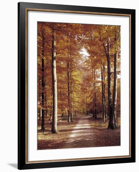 Beech Forest, Way, Autumn-Thonig-Framed Photographic Print