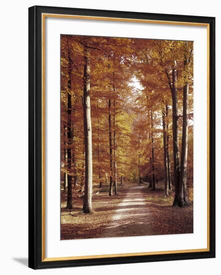 Beech Forest, Way, Autumn-Thonig-Framed Photographic Print