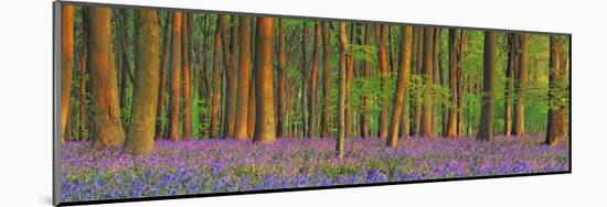 Beech forest with bluebells, Hampshire, England-Frank Krahmer-Mounted Art Print