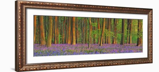 Beech forest with bluebells, Hampshire, England-Frank Krahmer-Framed Art Print