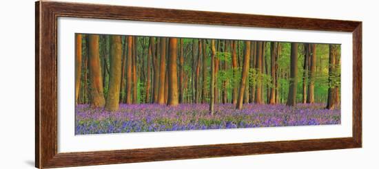 Beech forest with bluebells, Hampshire, England-Frank Krahmer-Framed Art Print