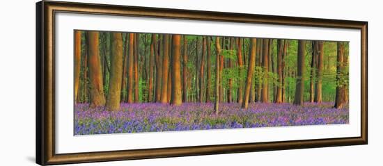 Beech forest with bluebells, Hampshire, England-Frank Krahmer-Framed Art Print