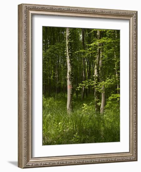 Beech Forest with Grass in Spring-Axel Killian-Framed Photographic Print