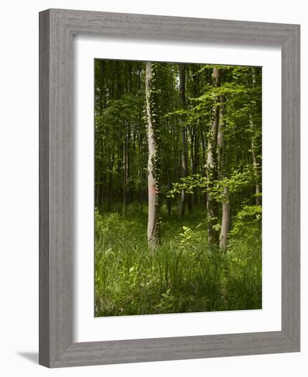 Beech Forest with Grass in Spring-Axel Killian-Framed Photographic Print