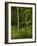 Beech Forest with Grass in Spring-Axel Killian-Framed Photographic Print