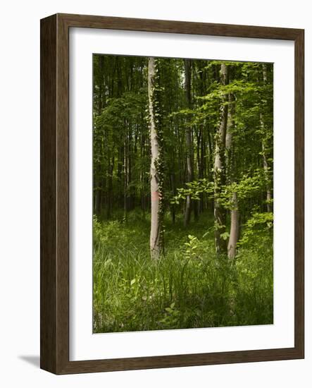Beech Forest with Grass in Spring-Axel Killian-Framed Photographic Print