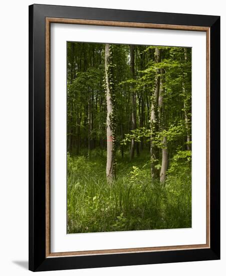 Beech Forest with Grass in Spring-Axel Killian-Framed Photographic Print