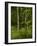 Beech Forest with Grass in Spring-Axel Killian-Framed Photographic Print