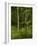 Beech Forest with Grass in Spring-Axel Killian-Framed Photographic Print