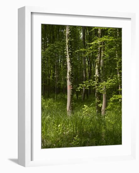 Beech Forest with Grass in Spring-Axel Killian-Framed Photographic Print