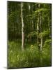 Beech Forest with Grass in Spring-Axel Killian-Mounted Photographic Print