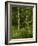 Beech Forest with Grass in Spring-Axel Killian-Framed Photographic Print